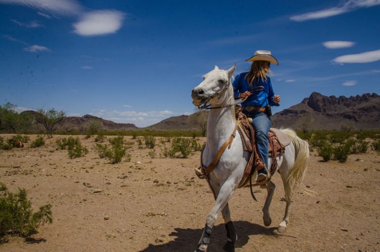 White Stallion Horses