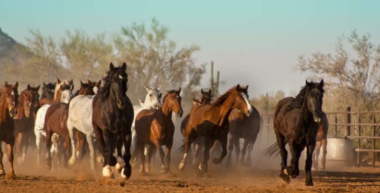 White Stallion Horses