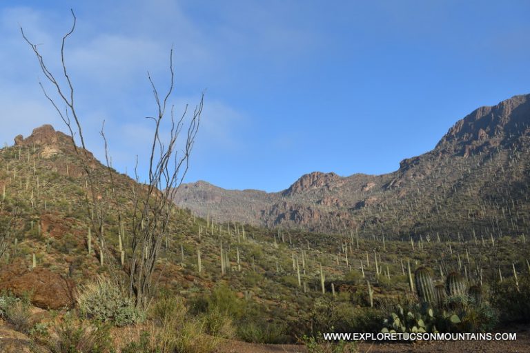 TUCSON MOUNTAIN PARK. TUCSON ATTRACTION