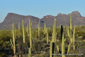 SAGUARO NATIONAL PARK