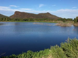 TUCSON BIRDING HOTSPOT