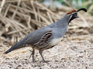 TUCSON GAMBEL'S QUAIL