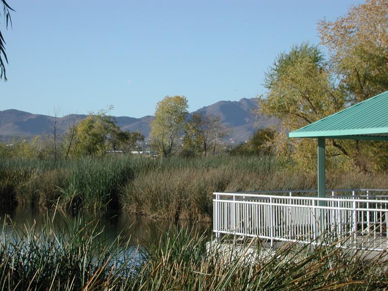 TUCSON BIRDING HOTSPOT