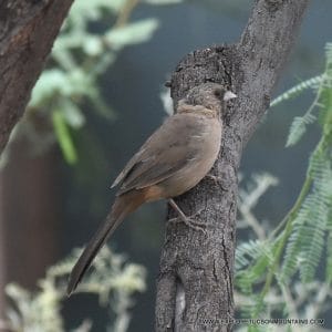 ABERT'S TOWHEE_016