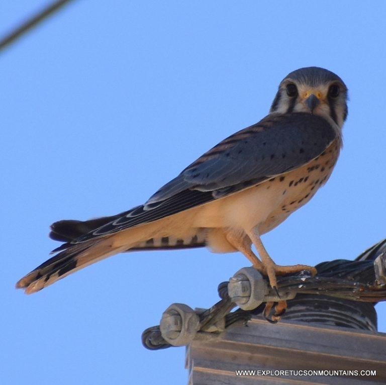 AMERICAN KESTREL