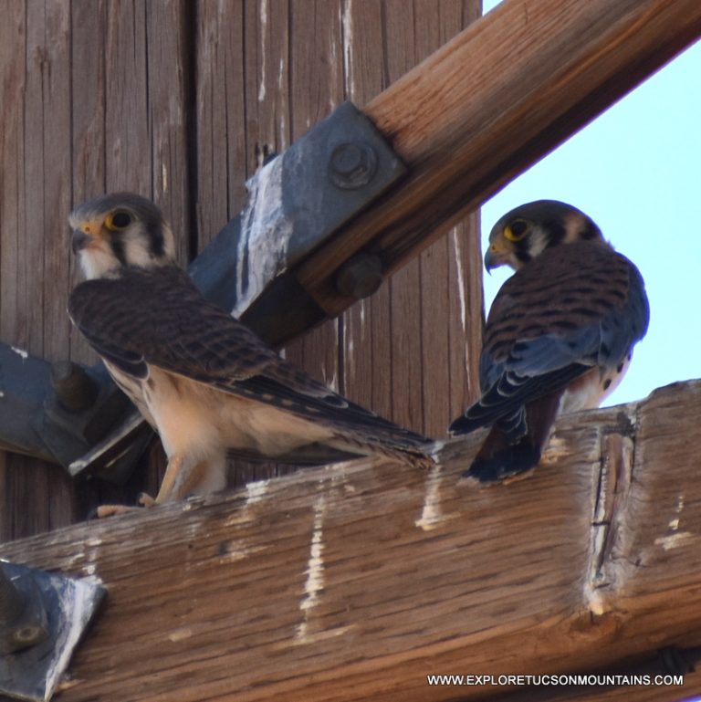 AMERICAN KESTREL