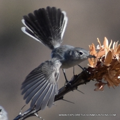 BLACK-TAILED GNATCATCHER