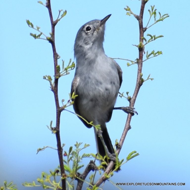 BLACK-TAILED GNATCATCHER_003-001