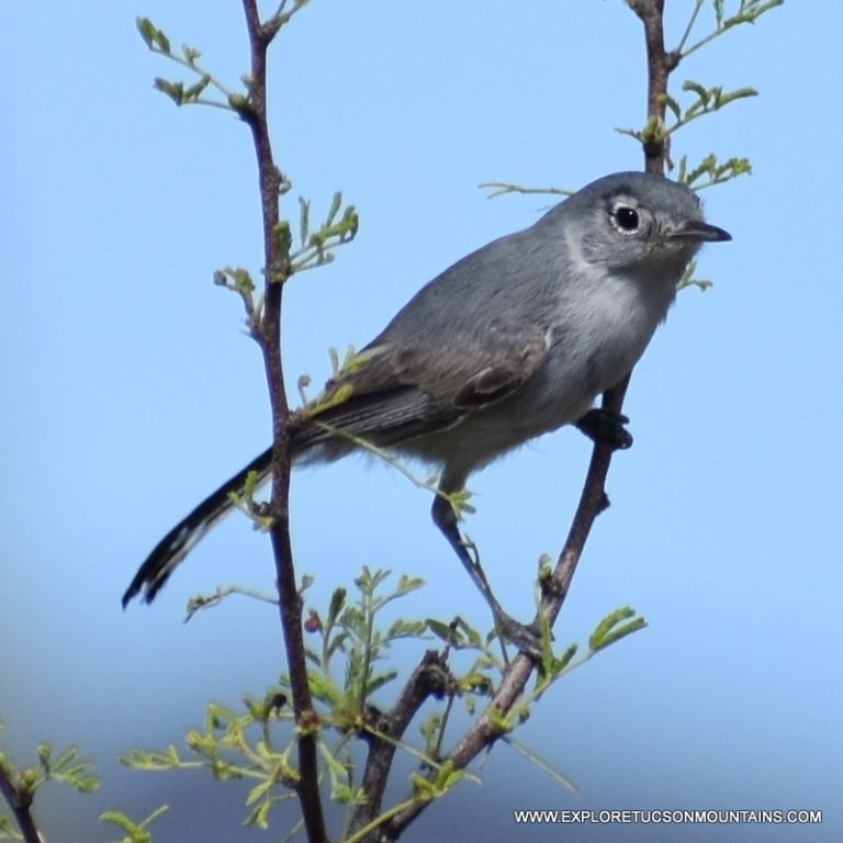 BLACK-TAILED GNATCATCHER_007-001