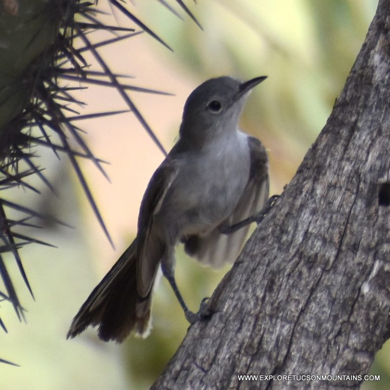 BLACK-TAILED GNATCATCHER_010-001