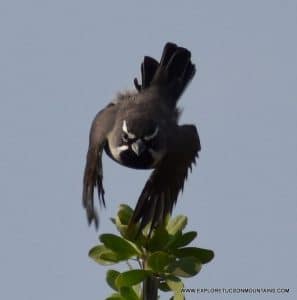 BLACK-THROATED SPARROW_026