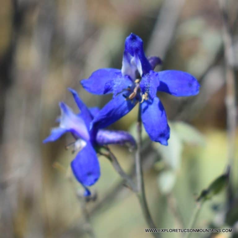 TUCSON DESERT FLOWERS - TUCSON PHOTO GALLERY