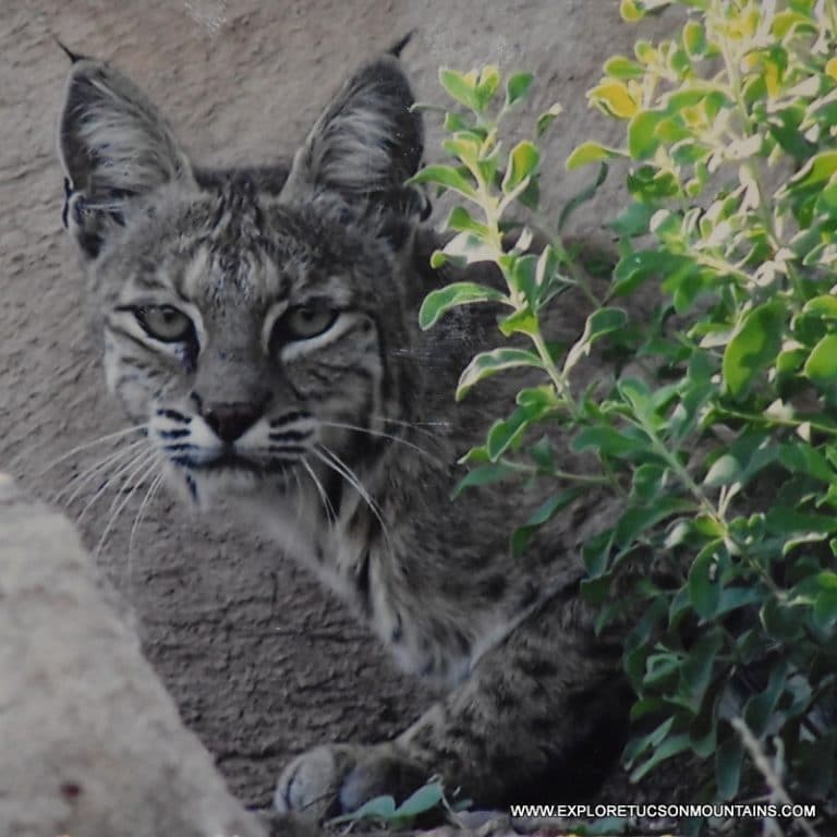 BOBCAT_023