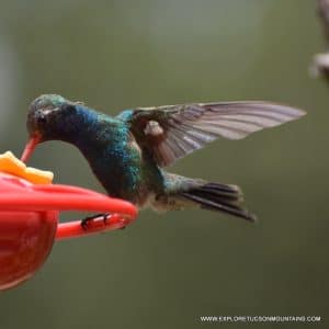 BROAD-BILLED HUMMINGBIRD_001-001