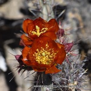 TUCSON DESERT FLOWERS - TUCSON PHOTO GALLERY