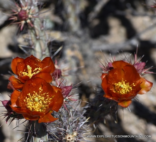 TUCSON DESERT FLOWERS - TUCSON PHOTO GALLERY