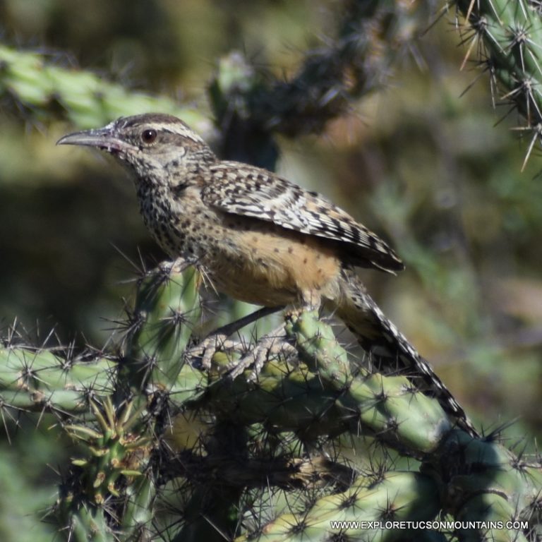 TUCSON BIRDS PHOTO GALLERY - Explore the Tucson Mountains