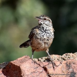 CACTUS WREN_023