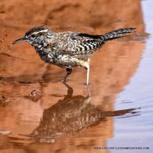 TUCSON CACTUS WREN