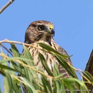 COOPER'S HAWK_065 (2)