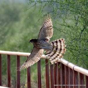 TUCSON COOPER'S HAWK