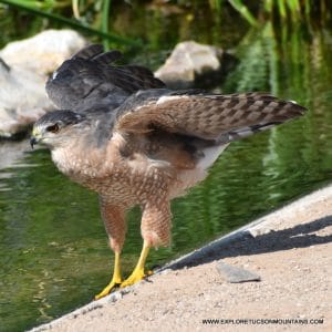 TUCSON COOPER'S HAWK