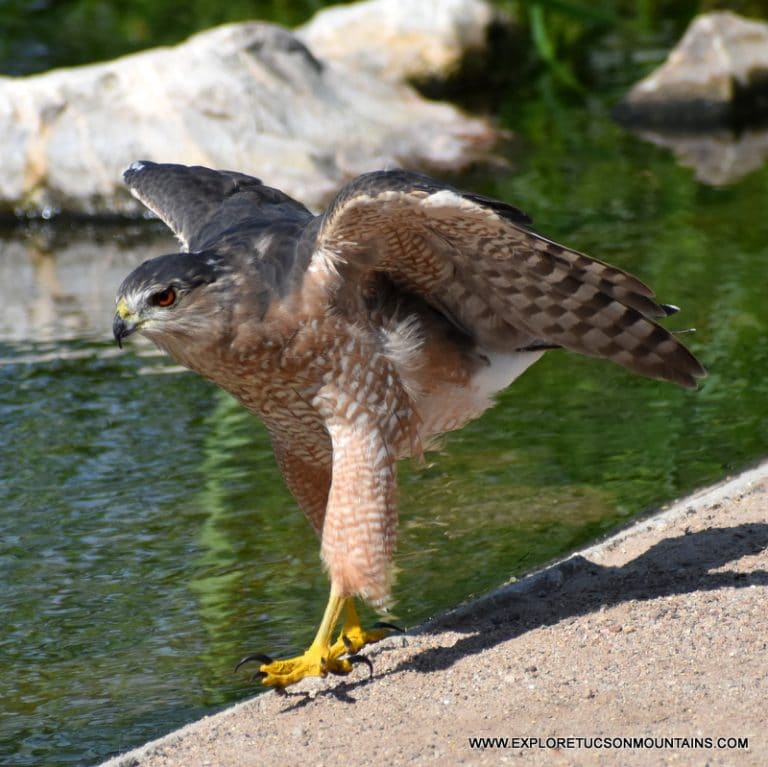 TUCSON COOPER'S HAWK