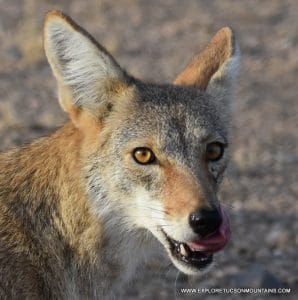 TUCSON MOUNTAINS COYOTE