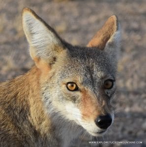 TUCSON MOUNTAINS COYOTE