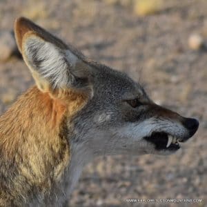 TUCSON MOUNTAINS COYOTE