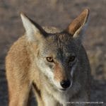 TUCSON MOUNTAINS COYOTE