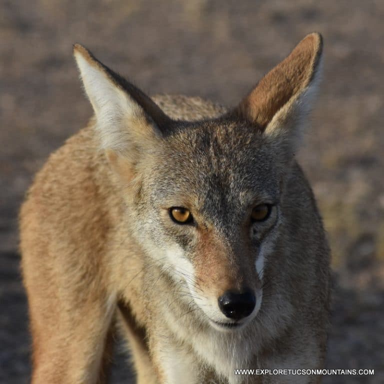 TUCSON MOUNTAINS COYOTE