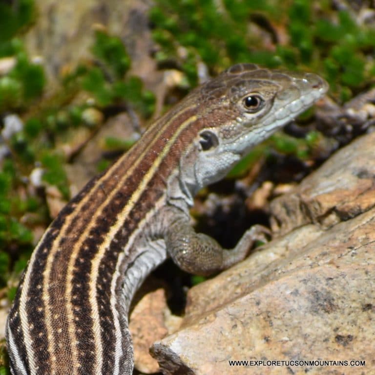 DESERT REPTILES PHOTO GALLERY - Explore the Tucson Mountains