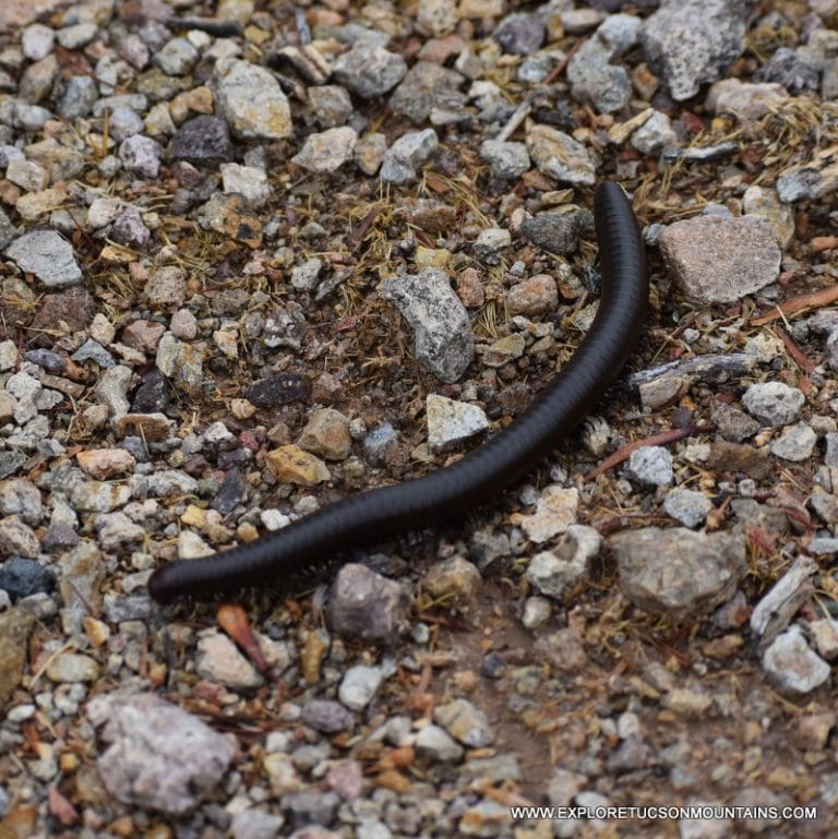 TUCSON INSECTS - TUCSON PHOTO GALLERY