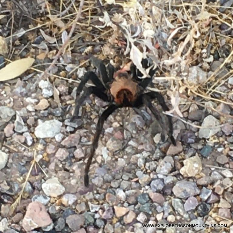 TUCSON INSECTS - TUCSON PHOTO GALLERY