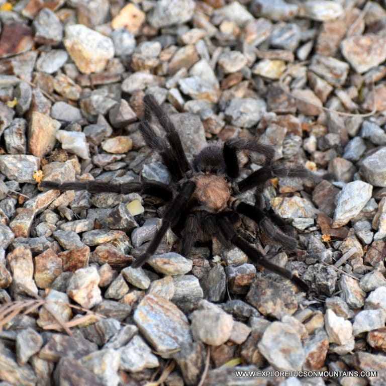 DESERT TARANTULA_006 (2)