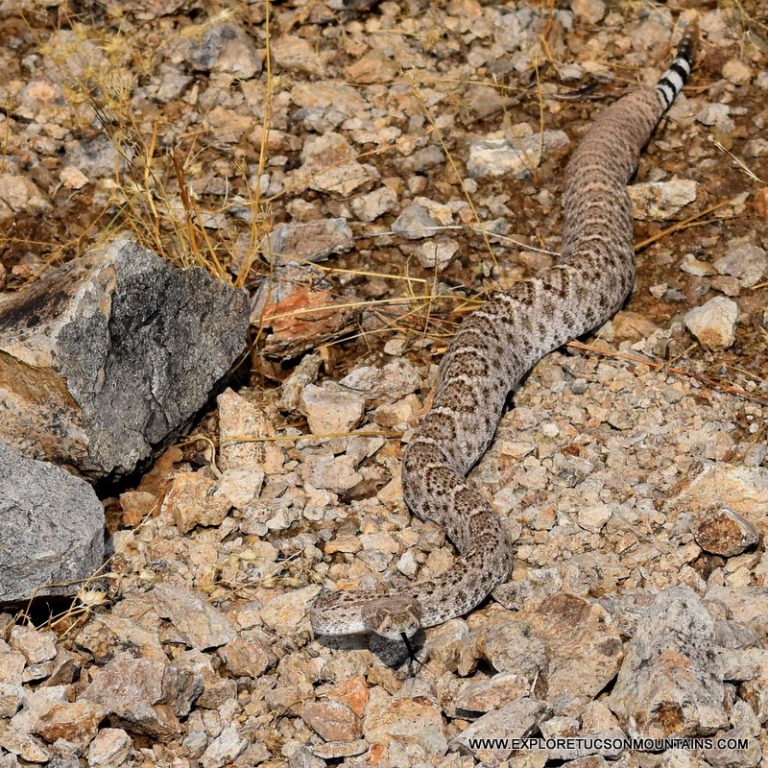 DIAMONDBACK RATTLESNAKE_016 (2)