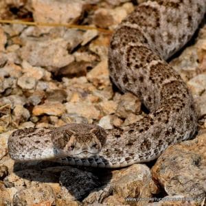 DIAMONDBACK RATTLESNAKE_017 (2)