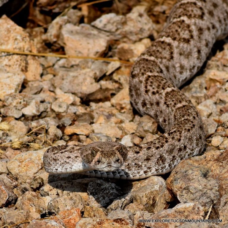 DIAMONDBACK RATTLESNAKE_017 (2)