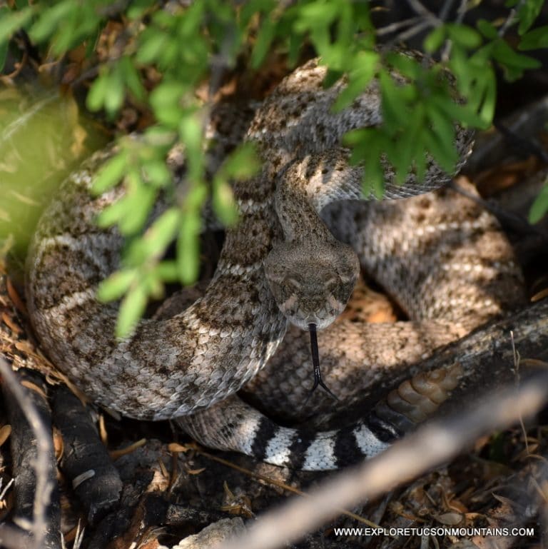 DIAMONDBACK RATTLESNAKE_021 (2)