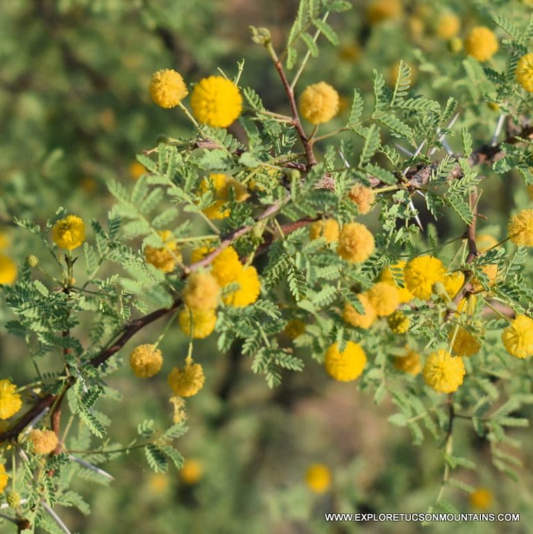 TUCSON DESERT FLOWERS - TUCSON PHOTO GALLERY