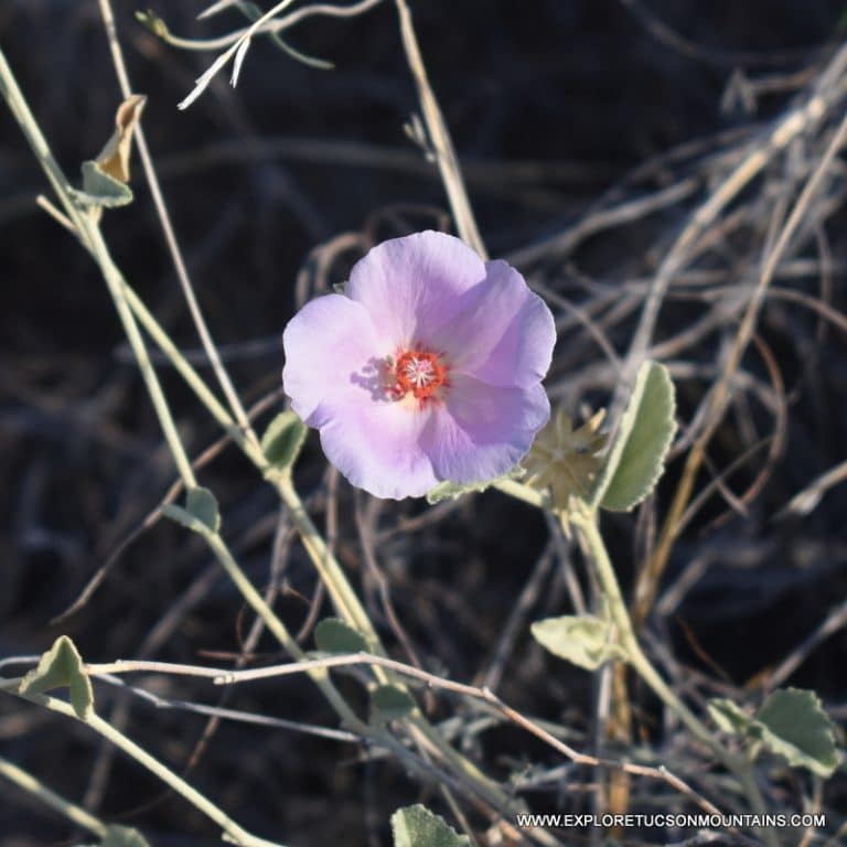 TUCSON DESERT FLOWERS - TUCSON PHOTO GALLERY