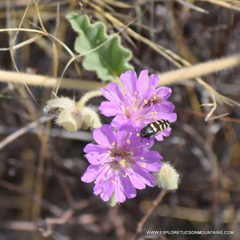 TUCSON DESERT FLOWERS - TUCSON PHOTO GALLERY