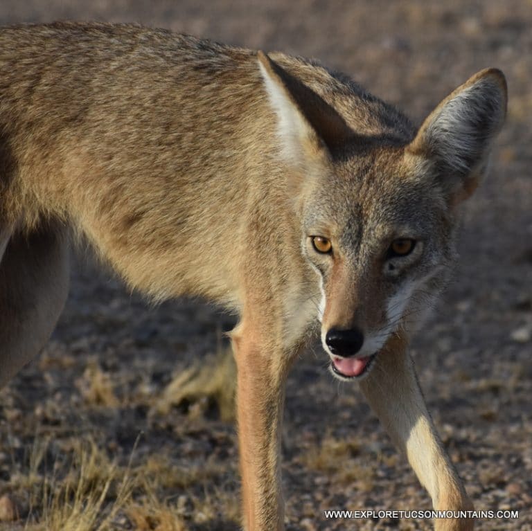 TUCSON MOUNTAINS COYOTE