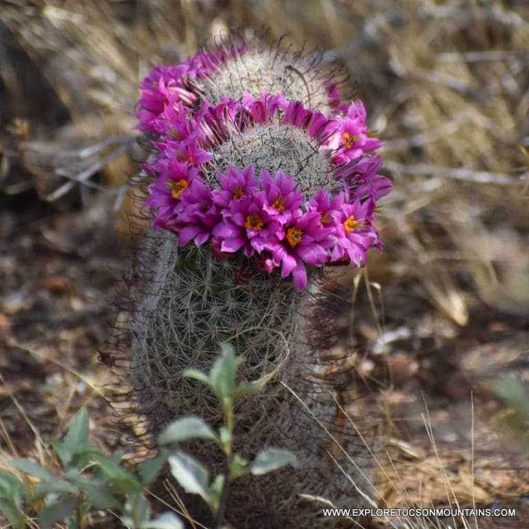 TUCSON DESERT FLOWERS - TUCSON PHOTO GALLERY