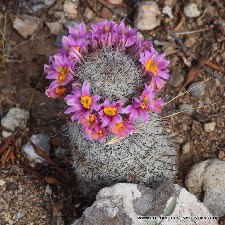 TUCSON DESERT FLOWERS - TUCSON PHOTO GALLERY