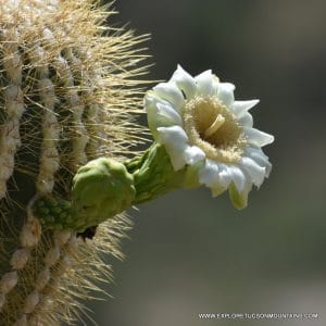 TUCSON DESERT FLOWERS - TUCSON PHOTO GALLERY