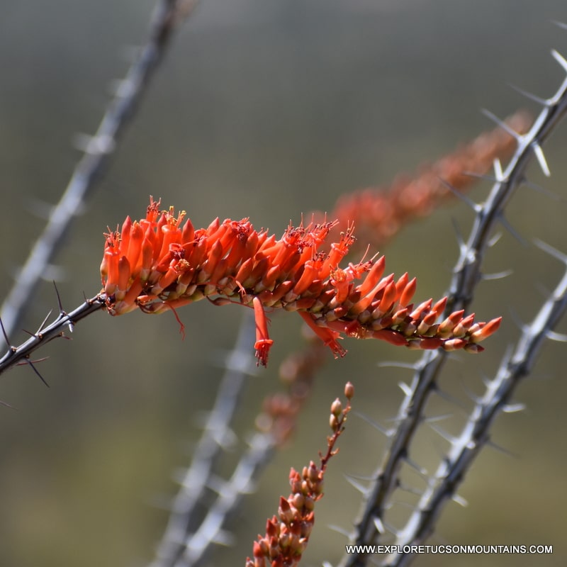 TUCSON DESERT FLOWERS - TUCSON PHOTO GALLERY