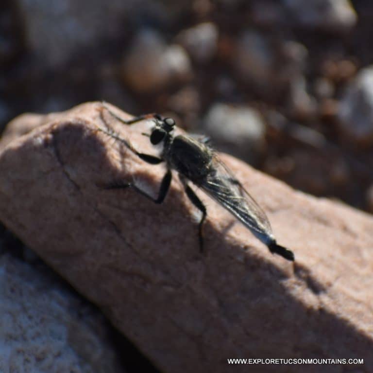 TUCSON INSECTS - TUCSON PHOTO GALLERY