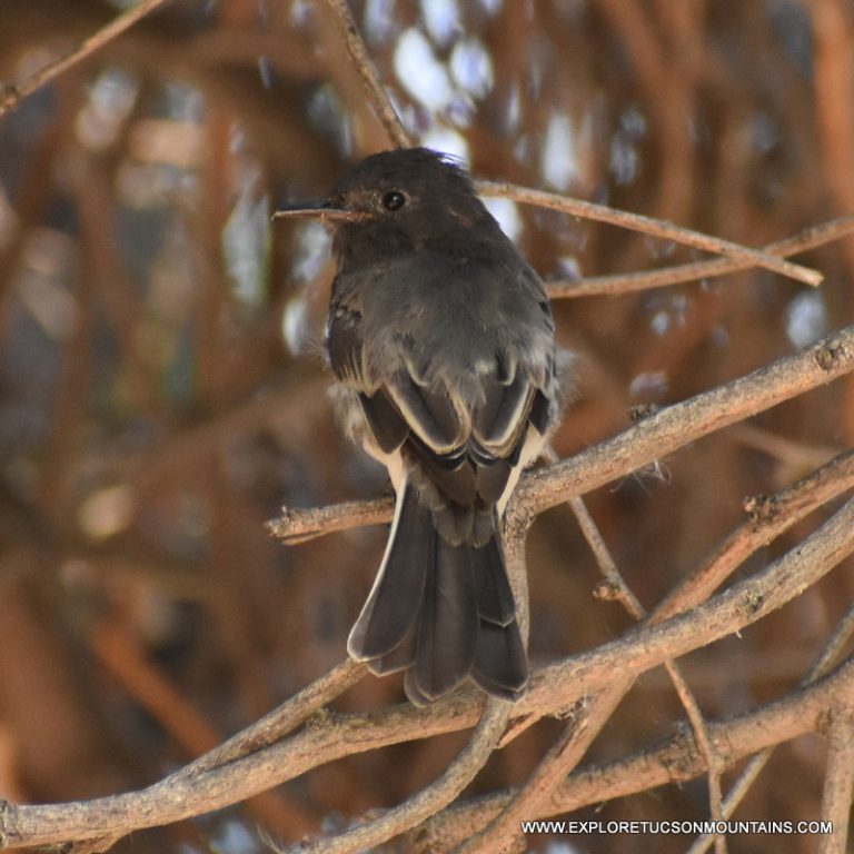 TUCSON BIRDS PHOTO GALLERY - Explore the Tucson Mountains